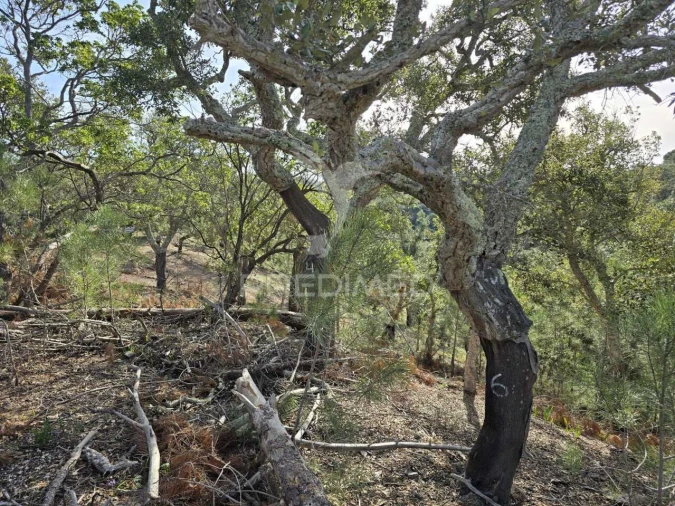 Terreno para Venda em Melides Foto 24