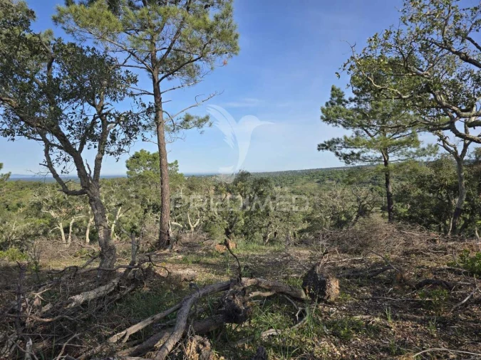 Terreno para Venda em Melides Foto 14