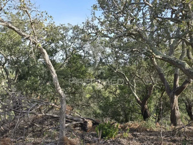Terreno para Venda em Melides Foto 21