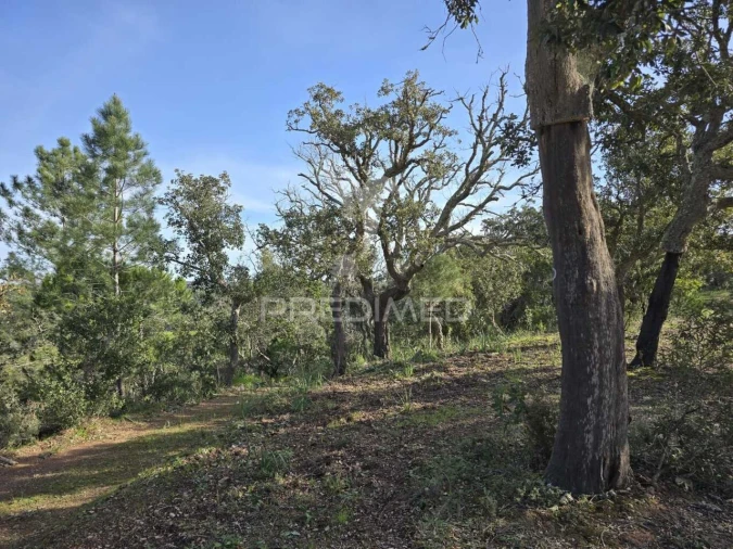 Terreno para Venda em Melides Foto 7