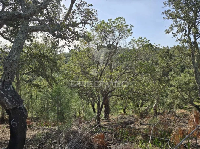 Terreno para Venda em Melides Foto 25