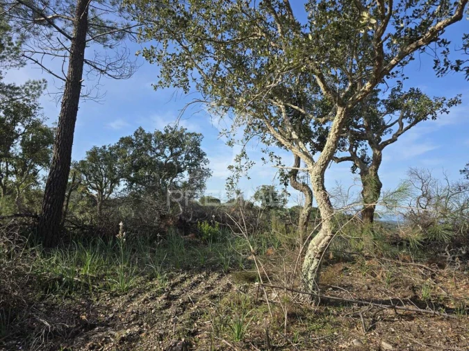 Terreno para Venda em Melides Foto 31