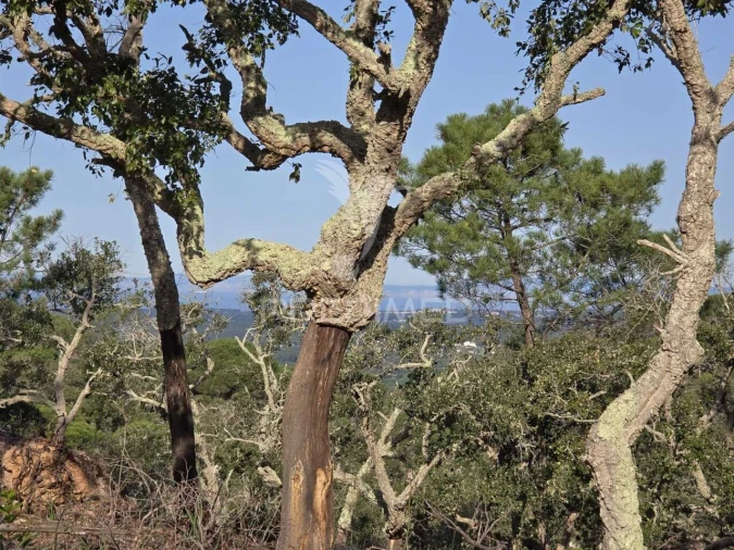 Terreno para Venda em Melides Foto 23
