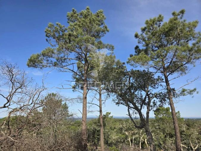 Terreno para Venda em Melides Foto 17