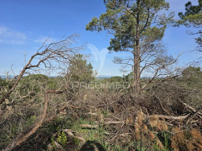 Terreno para Venda em Melides Foto 28