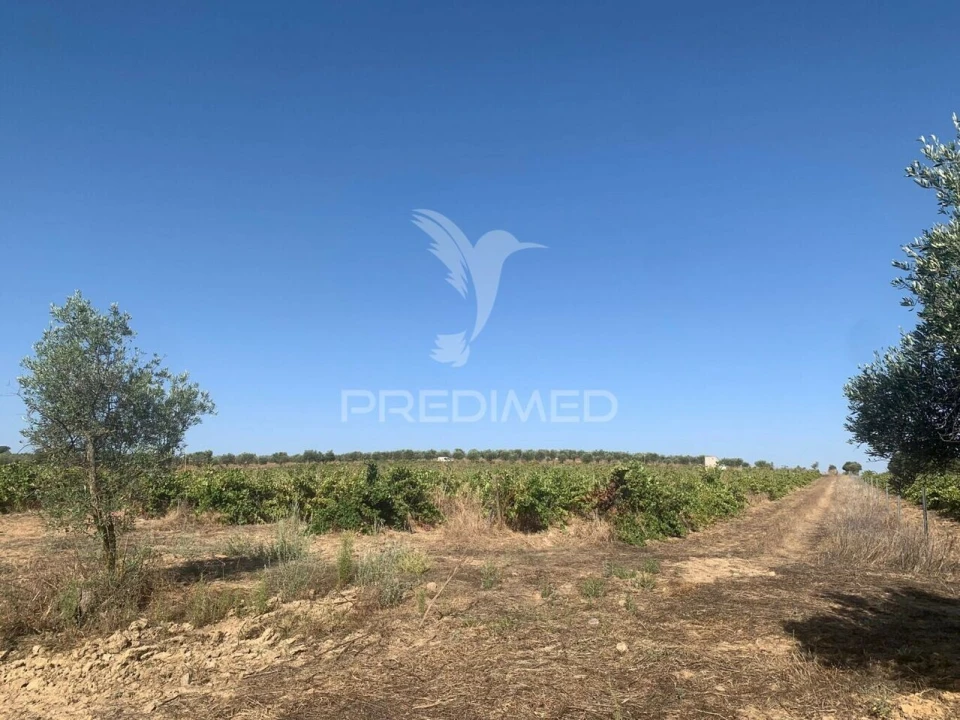 Terreno para Venda em Granja Foto 4