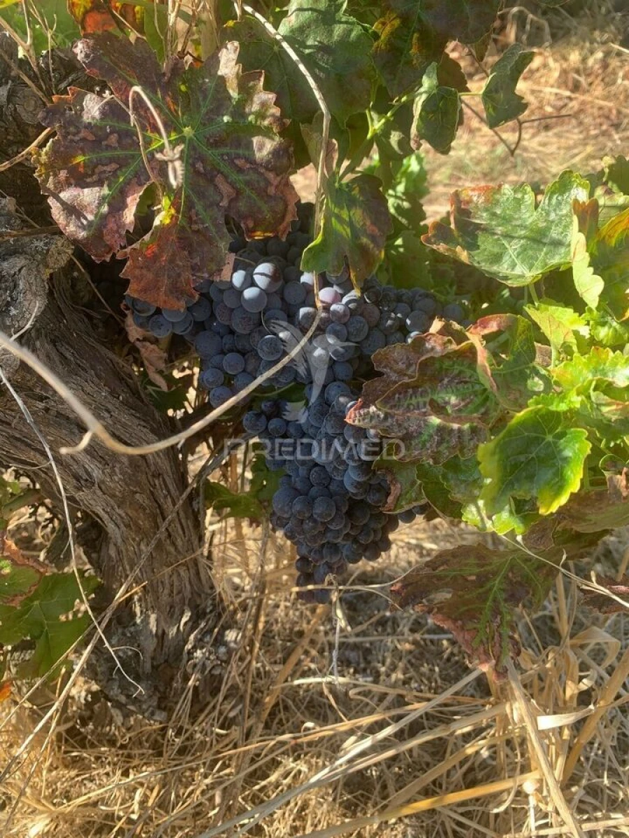 Terreno para Venda em Granja Foto 6