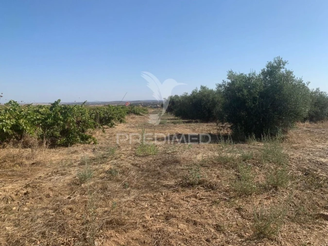 Terreno para Venda em Granja Foto 13