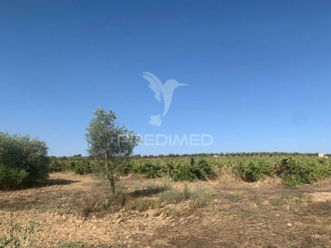 Terreno para Venda em Granja Foto 5