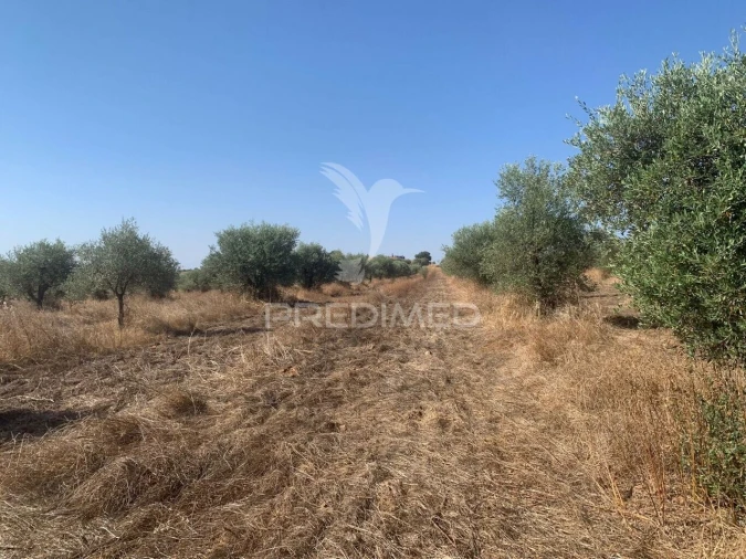 Terreno para Venda em Granja Foto 21