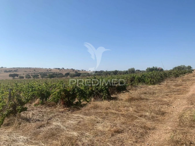 Terreno para Venda em Granja Foto 7