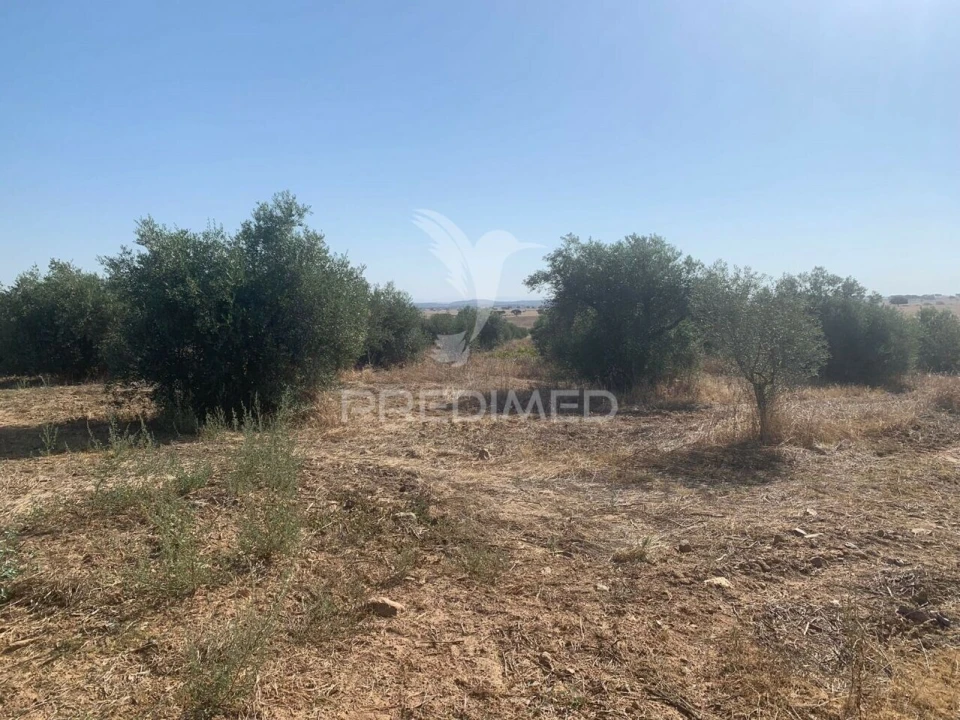 Terreno para Venda em Granja Foto 19