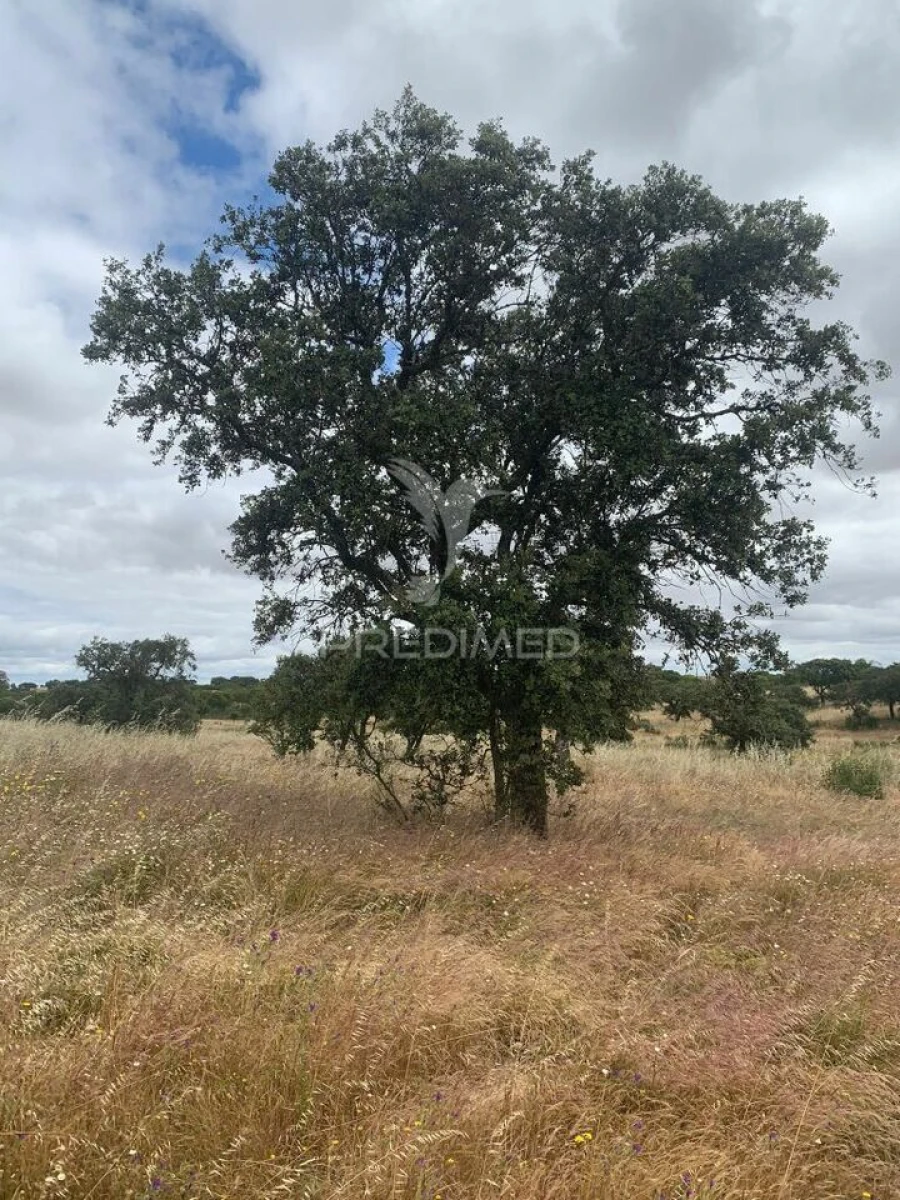 Quinta T0 para Venda em Rosario Foto 30