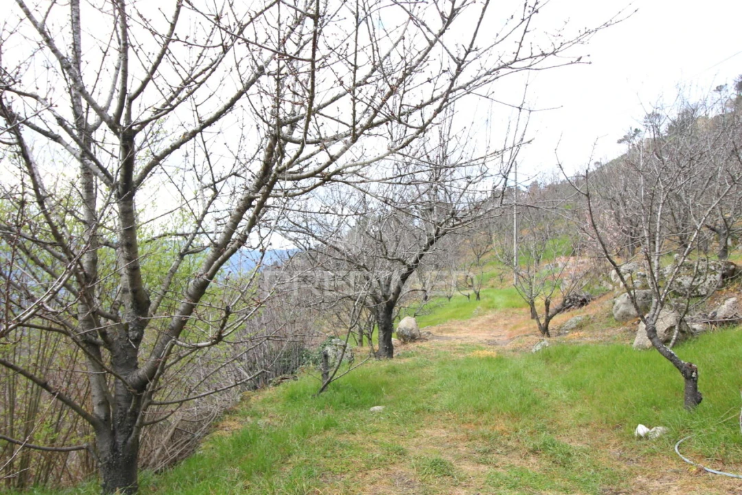 Quinta T2 para Venda em São Martinho de Mouros Foto 13
