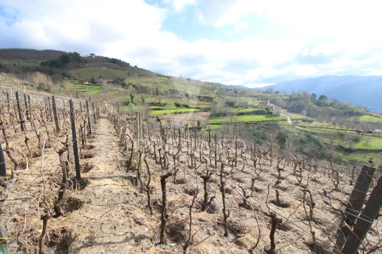 Quinta T2 para Venda em São Martinho de Mouros Foto 17