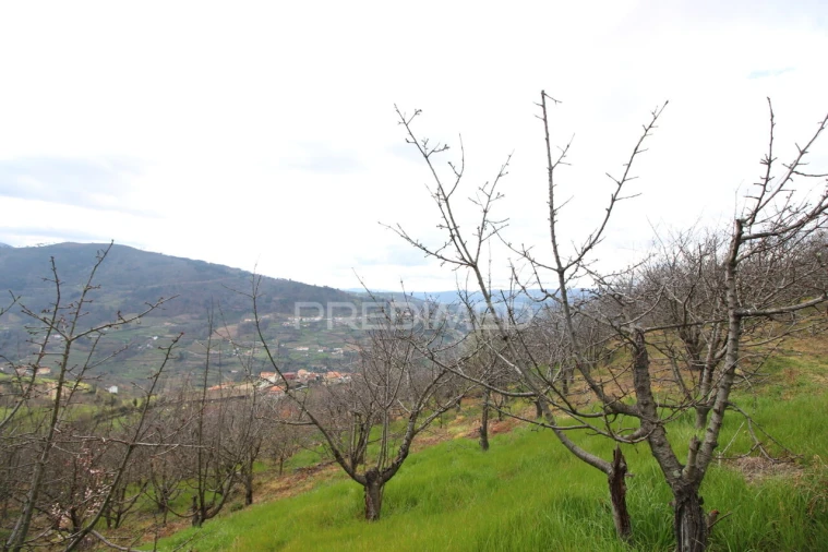 Quinta T2 para Venda em São Martinho de Mouros Foto 15