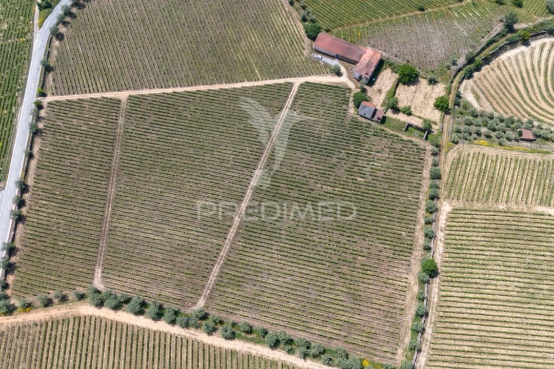 Quinta T5 para Venda em Favaios Foto 17