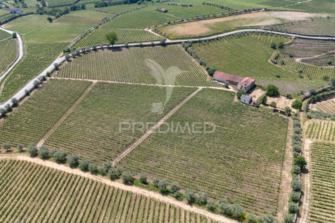 Quinta T5 para Venda em Favaios Foto 13