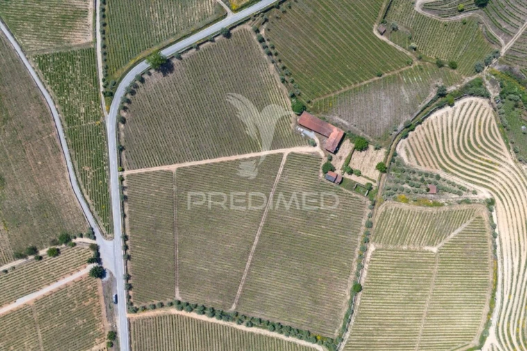 Quinta T5 para Venda em Favaios Foto 20