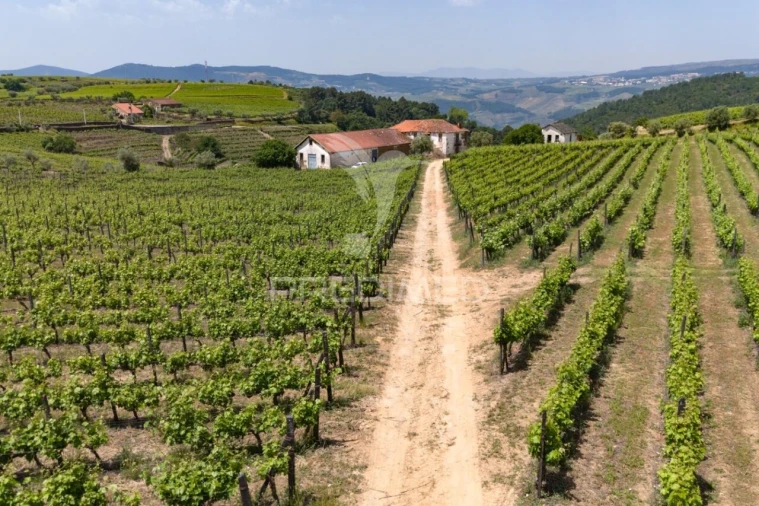 Quinta T5 para Venda em Favaios Foto 18