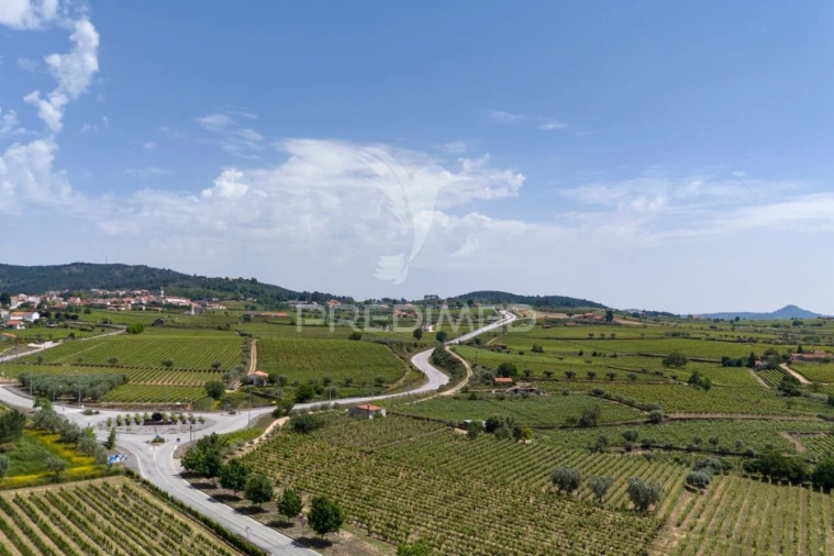 Quinta T5 para Venda em Favaios Foto 23