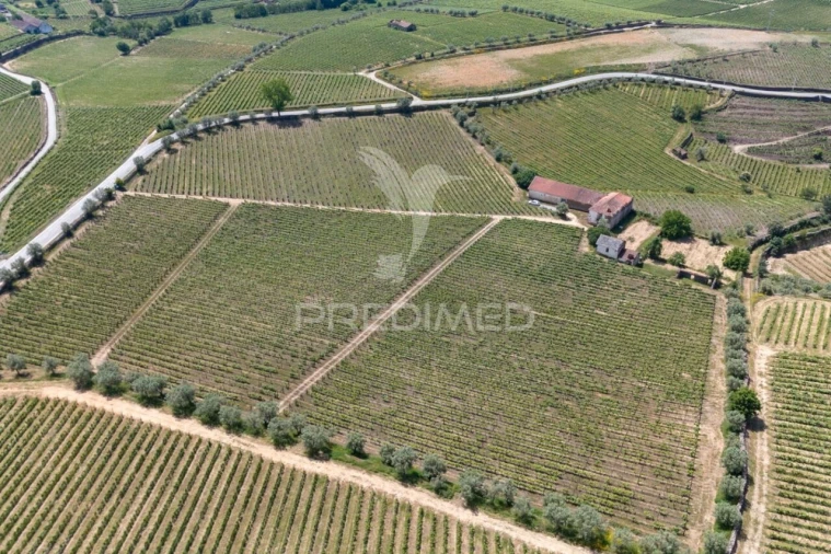 Quinta T5 para Venda em Favaios Foto 13