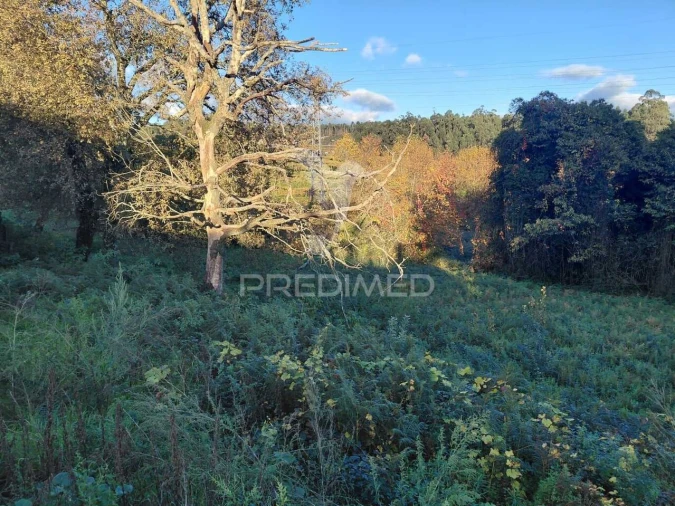 Terreno para Venda em Friande Foto 5