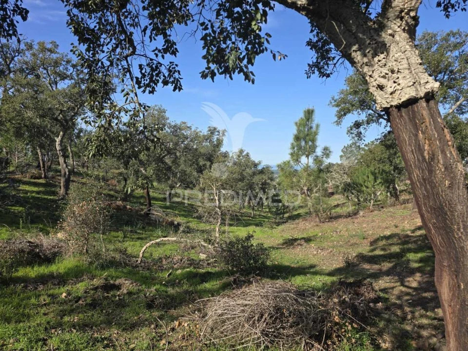 Terreno para Venda em Melides Foto 23