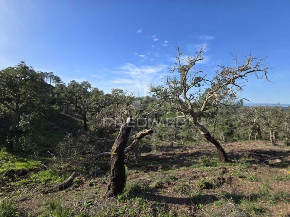 Terreno para Venda em Melides Foto 33
