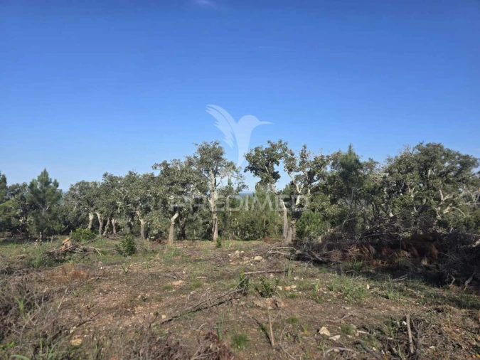 Terreno para Venda em Melides Foto 20
