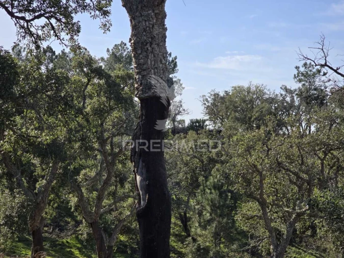 Terreno para Venda em Melides Foto 24