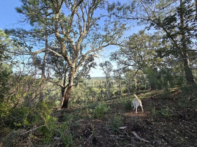 Terreno para Venda em Melides Foto 29