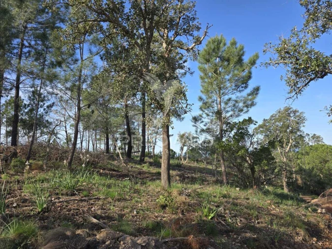 Terreno para Venda em Melides Foto 38