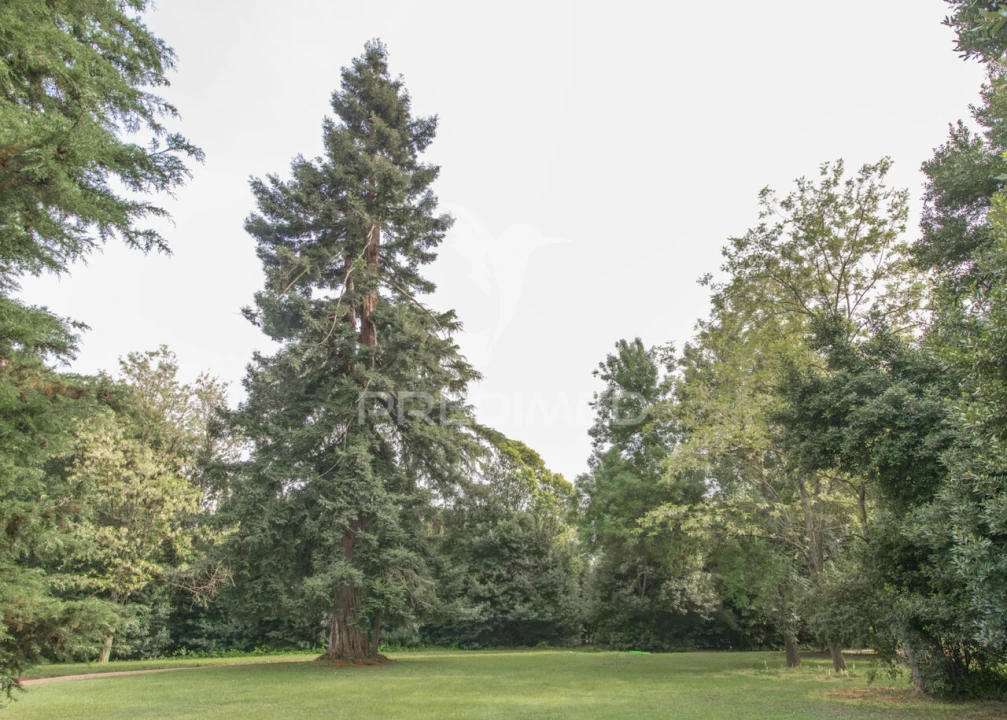 Moradia T8 para Venda em Assunção, Ajuda, Salvador e Santo Ildefonso Foto 27