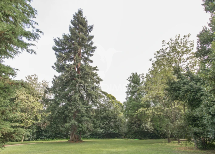 Moradia T8 para Venda em Assunção, Ajuda, Salvador e Santo Ildefonso Foto 27