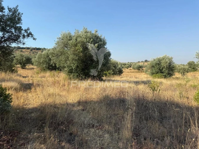 Terreno para Arrendamento em Bugalhos Foto 20