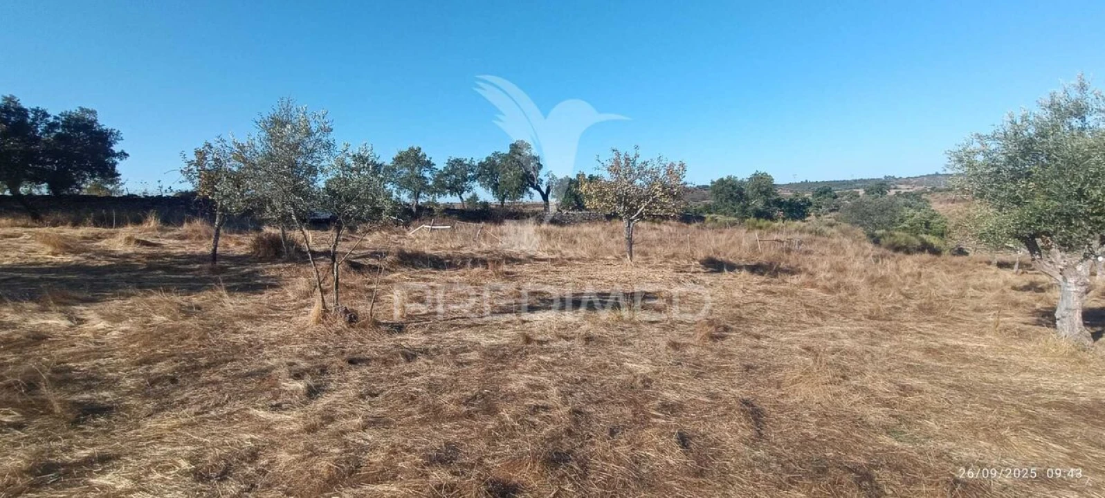 Terreno para Venda em Montalvão Foto 2
