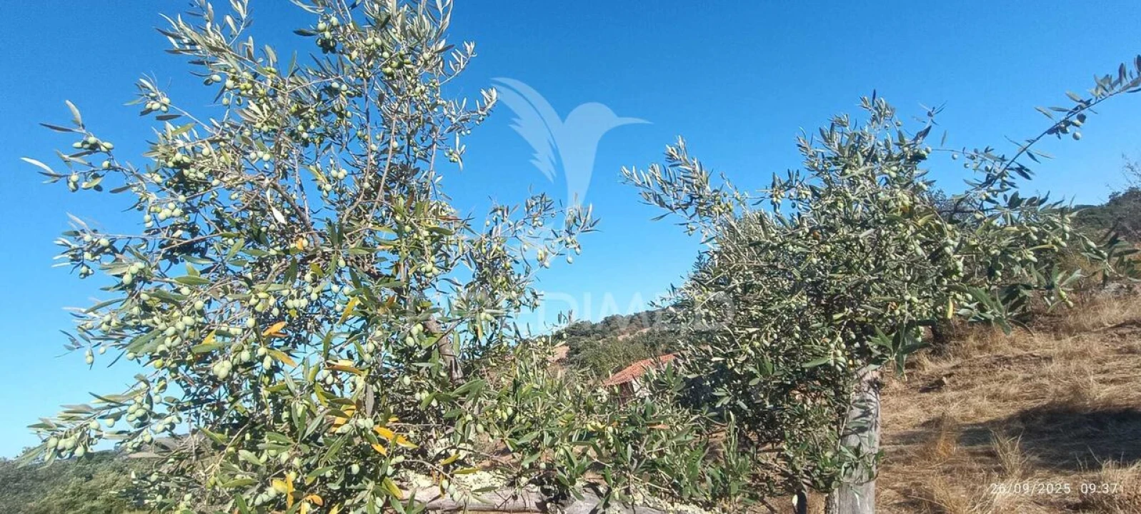 Terreno para Venda em Montalvão Foto 21