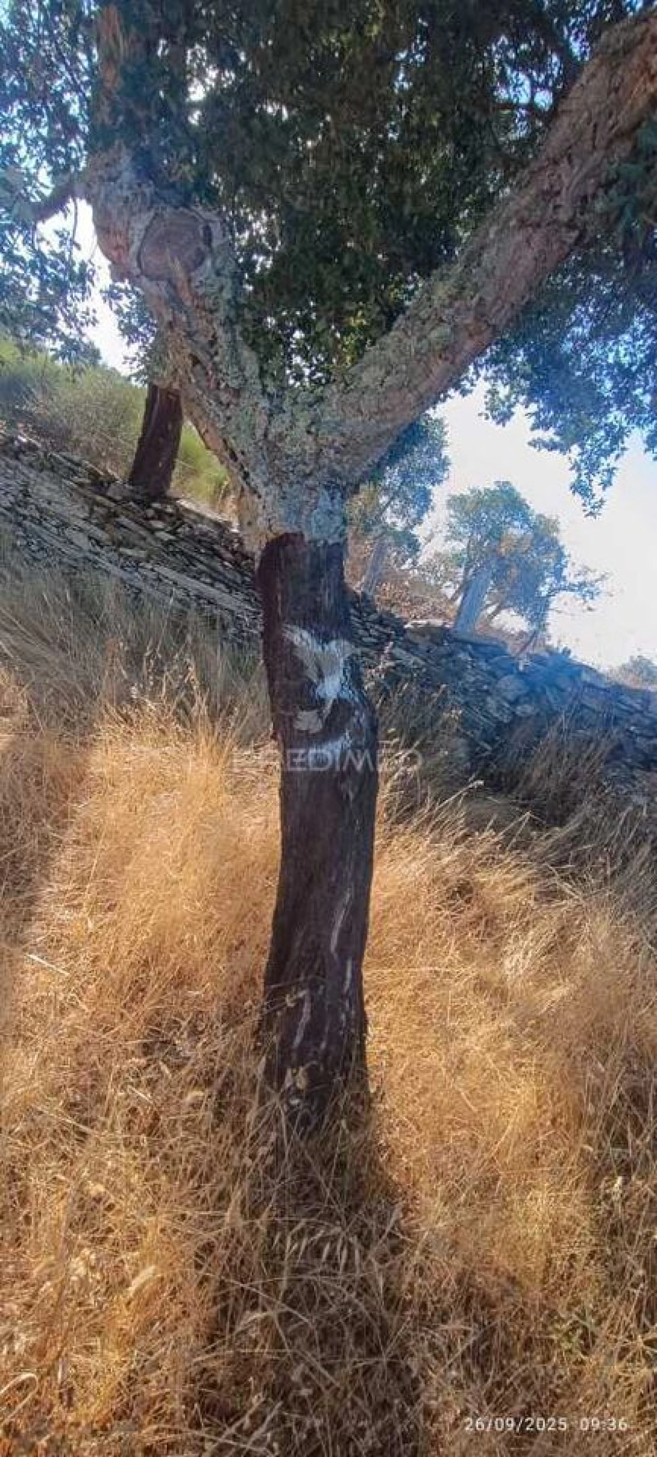 Terreno para Venda em Montalvão Foto 18