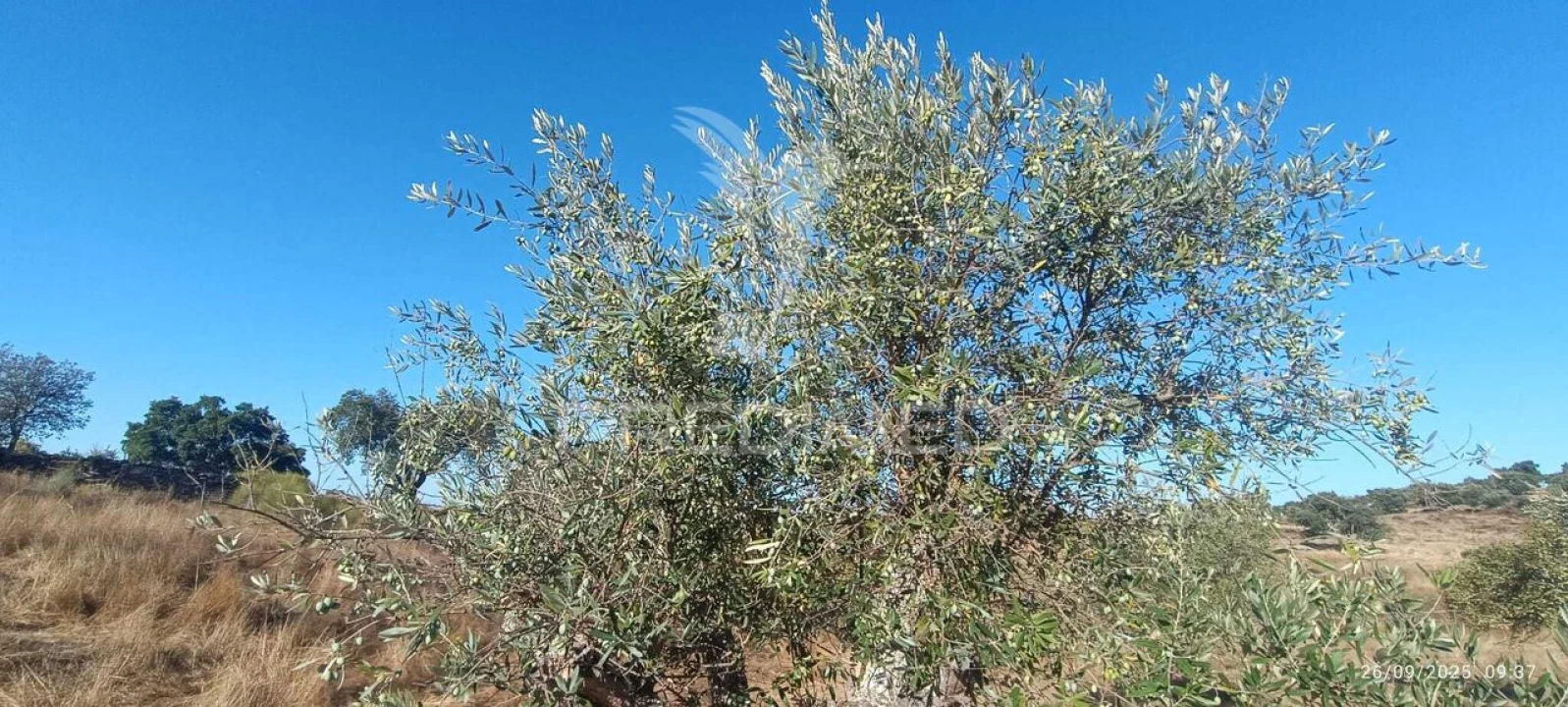 Terreno para Venda em Montalvão Foto 23
