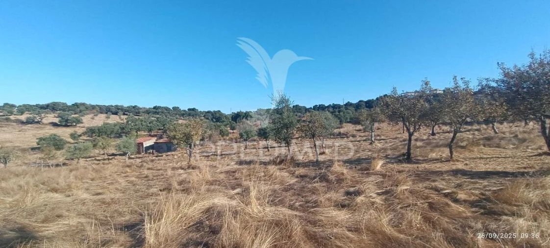 Terreno para Venda em Montalvão Foto 22