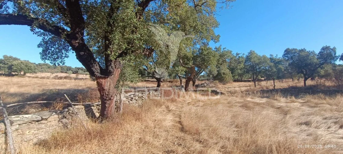 Terreno para Venda em Montalvão Foto 3