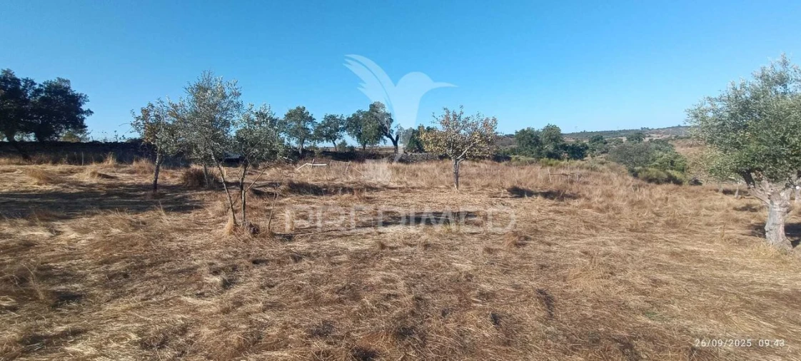 Terreno para Venda em Montalvão Foto 2