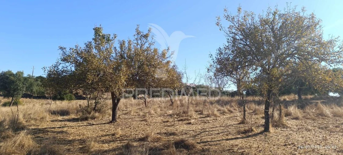 Terreno para Venda em Montalvão Foto 6