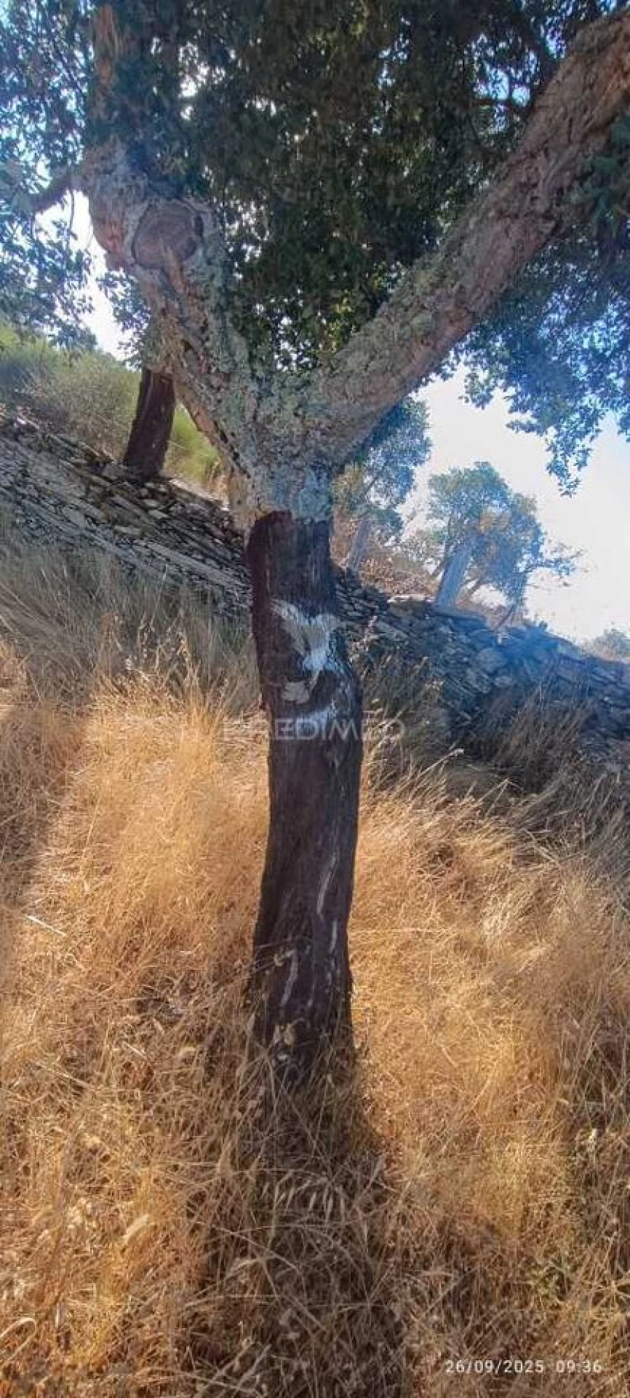 Terreno para Venda em Montalvão Foto 18