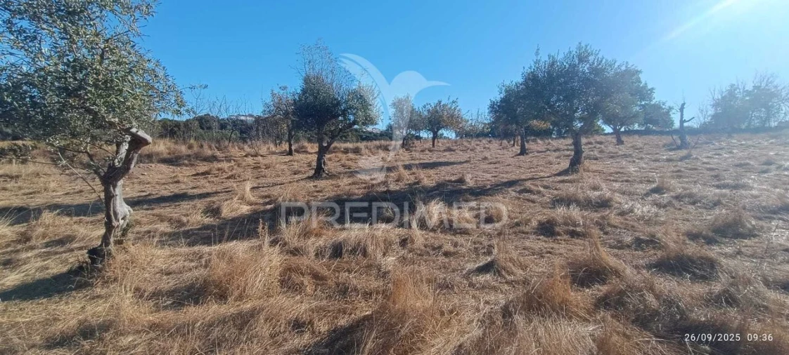 Terreno para Venda em Montalvão Foto 24
