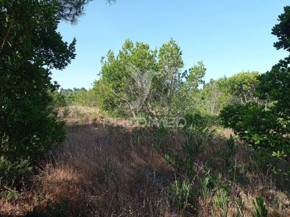 Terreno para Venda em Boavista dos Pinheiros Foto 13