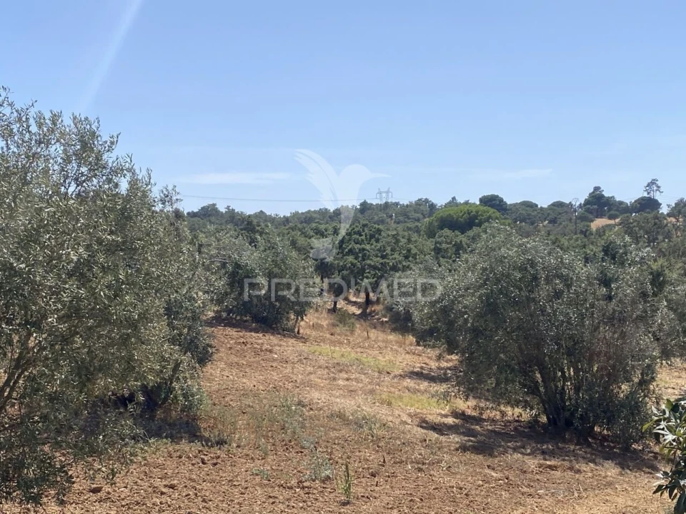 Quinta T3 para Venda em Abela Foto 19