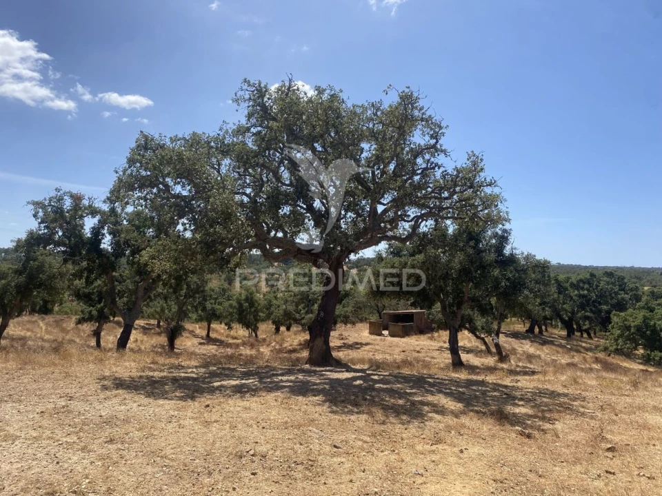 Quinta T3 para Venda em Abela Foto 29