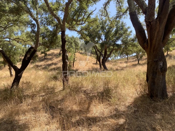 Quinta T3 para Venda em Abela Foto 2